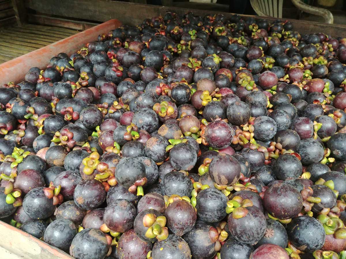 Mangosteen